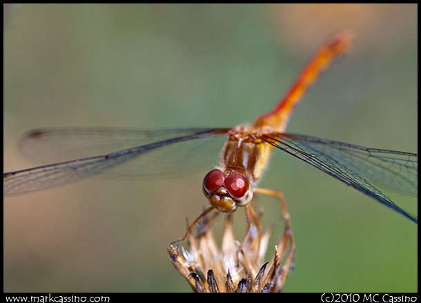 Dragonfly Photograph