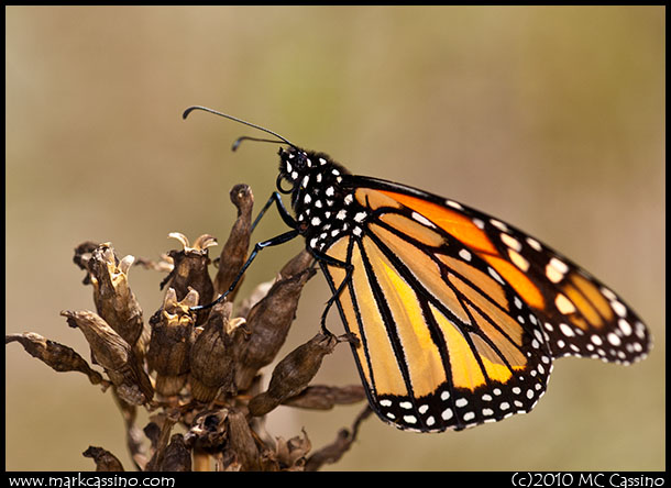 Monarch Butterfly Photograph