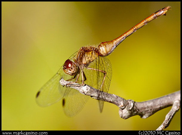 Photograph of an AUtumn Meadowhawk Dragonfly