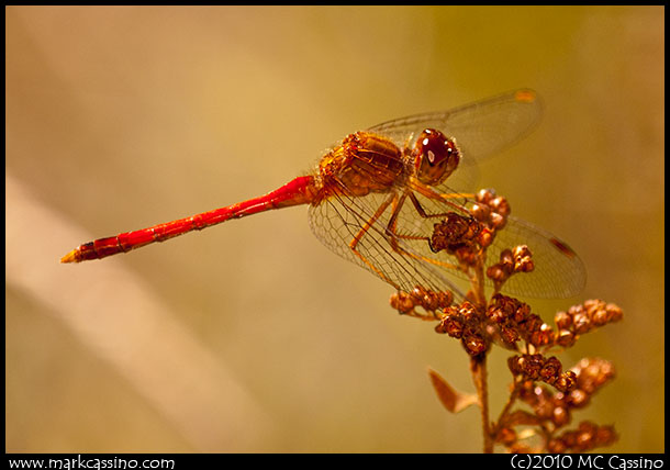 Photograph of an AUtumn Meadowhawk Dragonfly