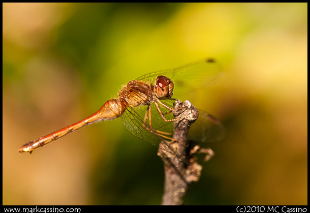 Photograph of an AUtumn Meadowhawk Dragonfly