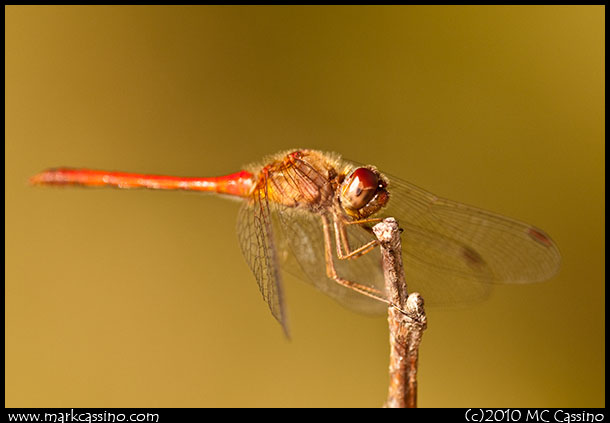 Photograph of an AUtumn Meadowhawk Dragonfly