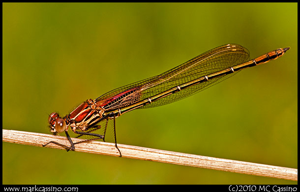 American Rubyspot Damselfly