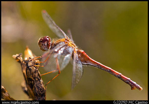 Autumn Meadowhawk