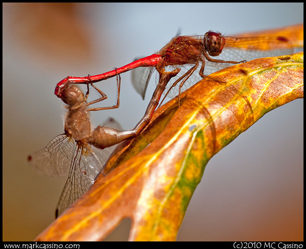 Autumn Meadowhawk Autumn meadowhawk