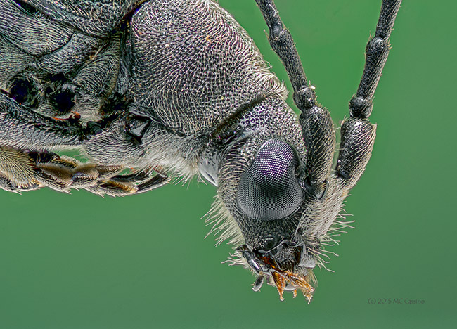4x Extreme Macro photo of a Longhorn Beetle