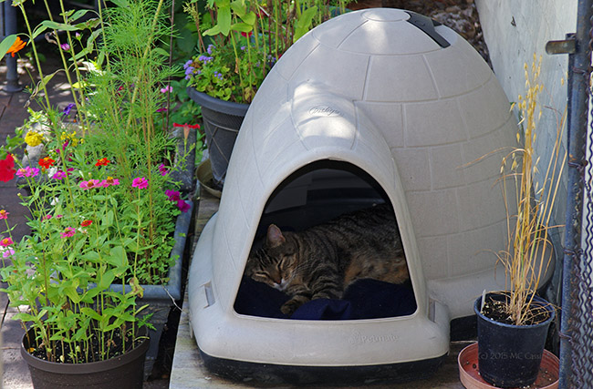Cat Sleeping in Igloo Doghouse
