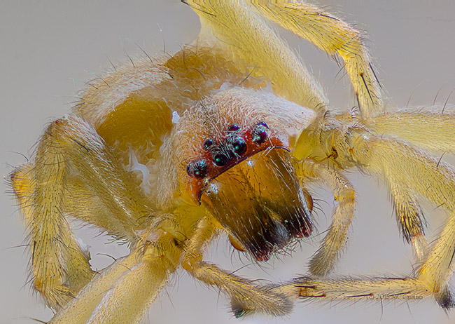 Extreme Macro Photograph of a Sac Spider - 123 combined images