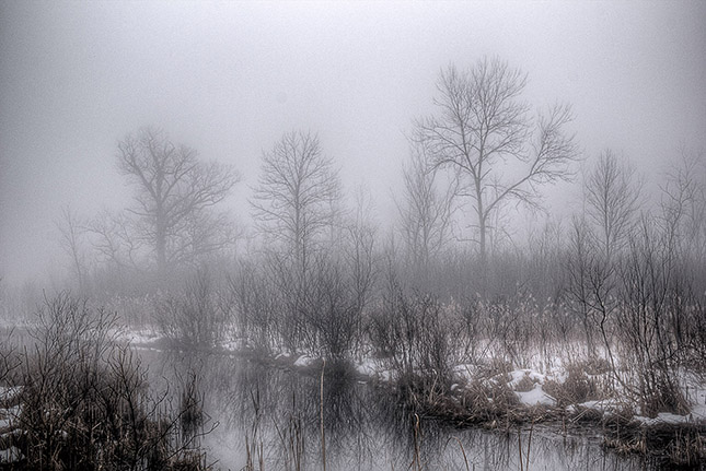 Trees and a Creek on a Foggy March Morning