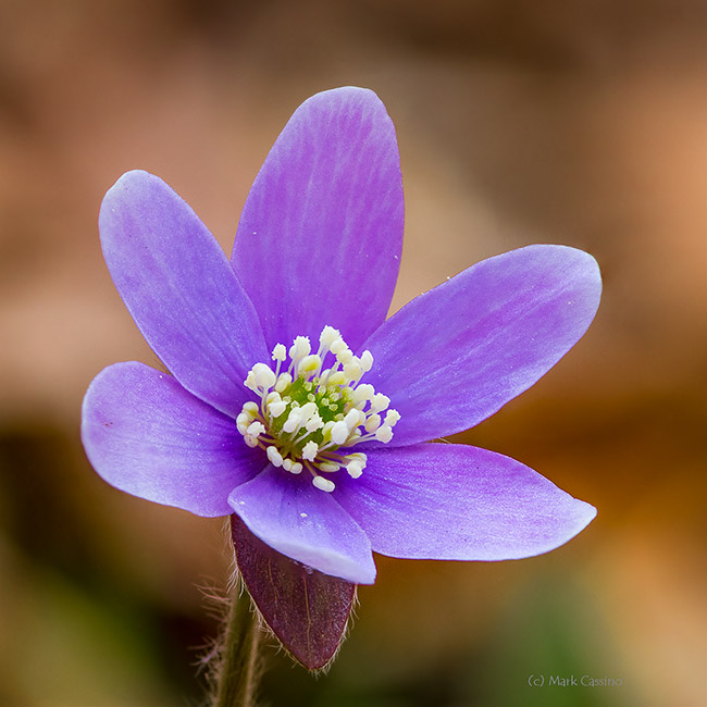 Blue Hepatica Wildflower