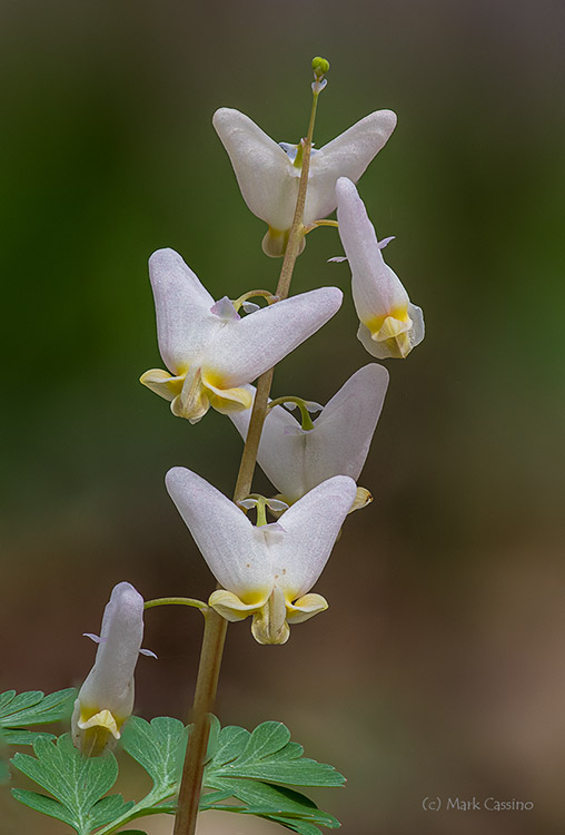 Dutchman's Britches - Dicentra cucullaria