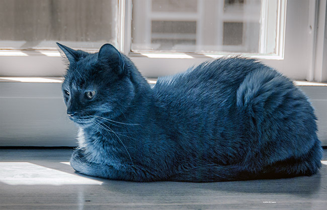 Feline Blue - Black Cat Photographed with Infrared Converted DSLR