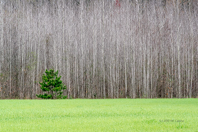 Winter Wheat and Aspen