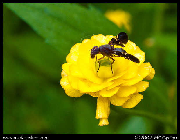 Fly on Buttercup