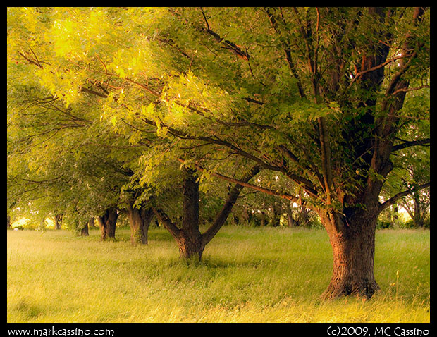 Trees at Sunser Trees at Sunset