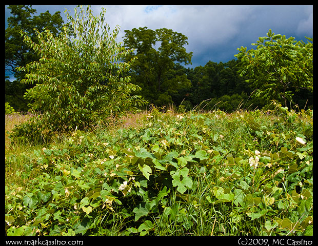 Field Before Mowing Field Before Mowing