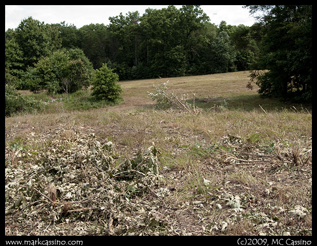 Field After Mowing Field After Mowing