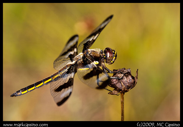 Twelve Spotted SKimmer