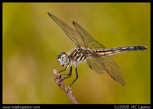 Blue Dasher