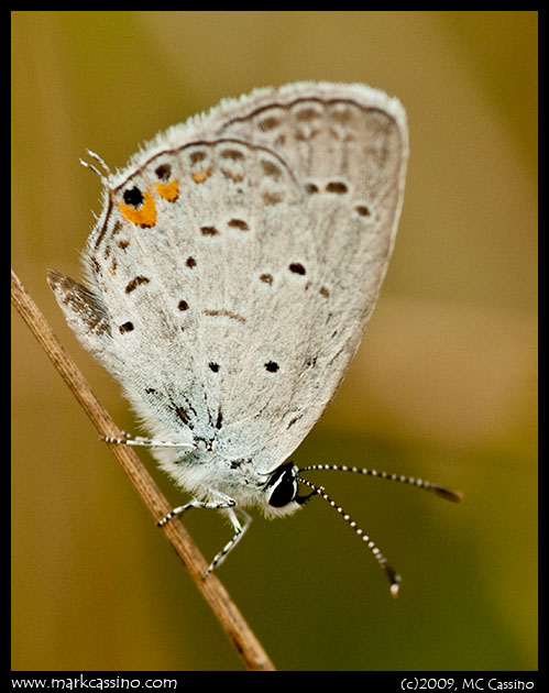 Eastern Tailed Blue