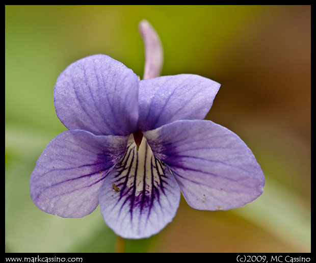 Violet Violet