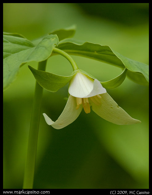 Nodding Trillium Nodding Trillium