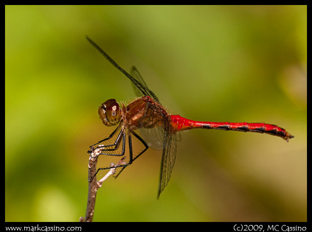 Ruby Meadowhawk