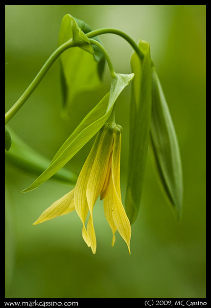 Bellwort