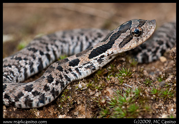 Hognose Snake