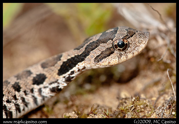 Hognose Snake