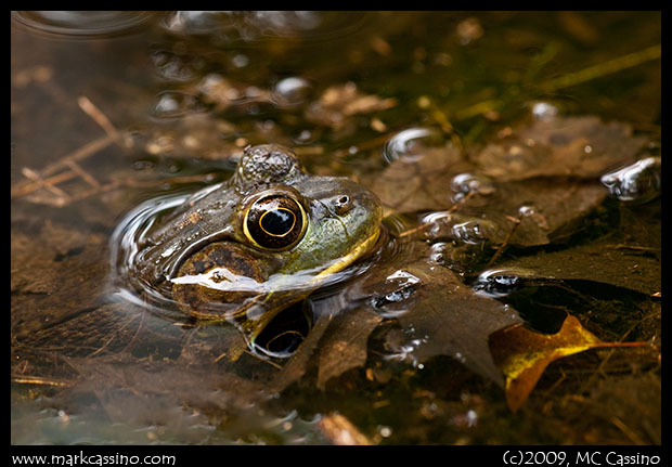 Green Frog In Water