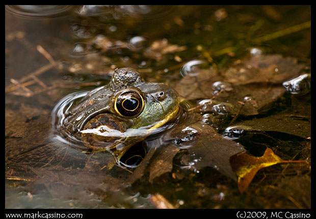 Green Frog in Water Green Frog In Water