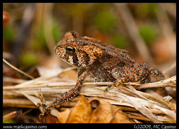 American Toad