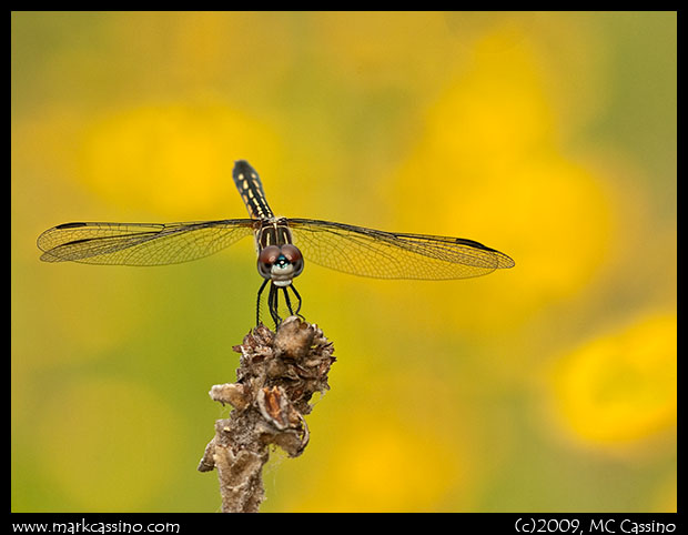 Blue Dasher perched in a field of coreopsis.