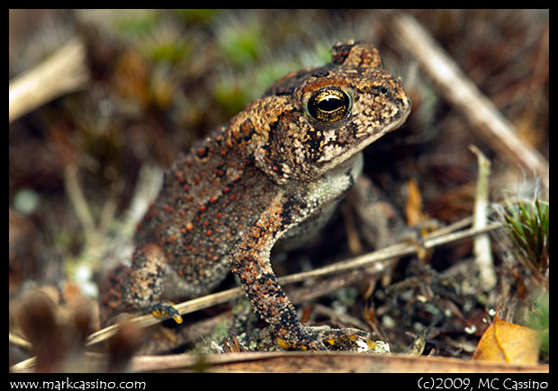 American Toad