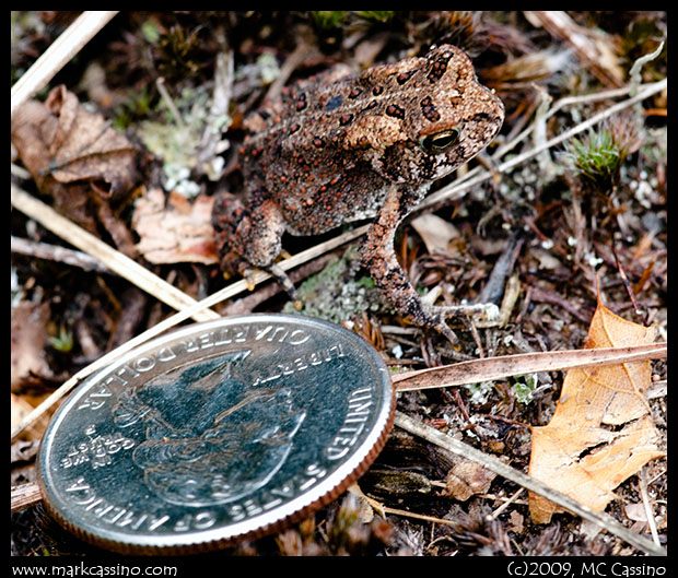 Small Toad or Tree Frog