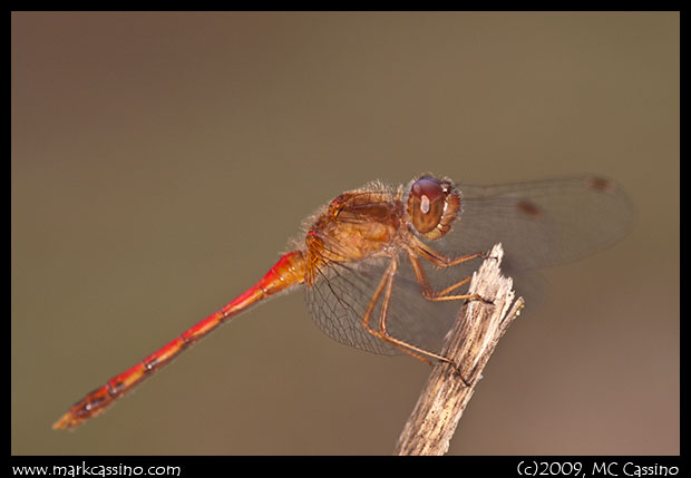 Autumn Meadowhawk Autumn Meadowhawk