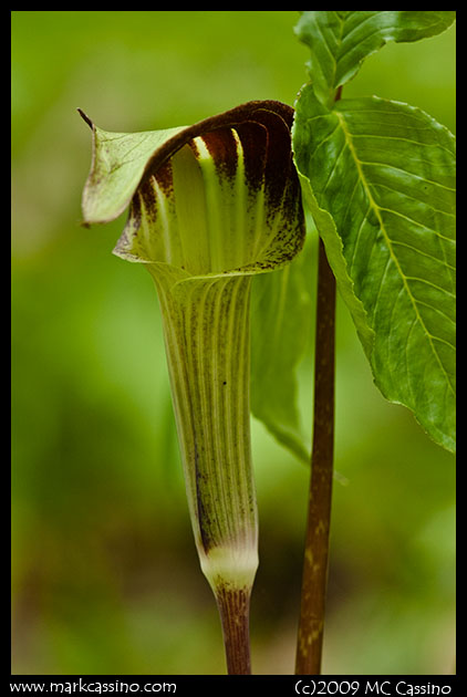 Jack in the Pulpit