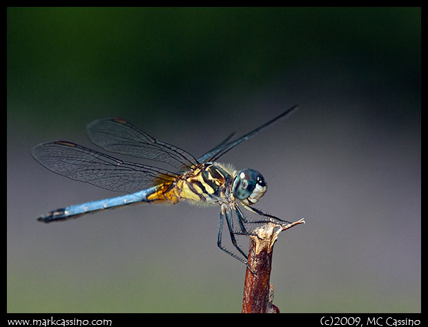 Blue Dasher Blue Dasher