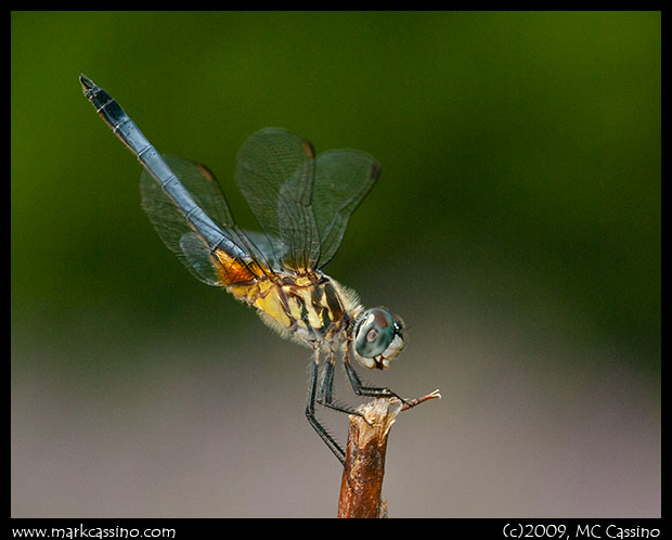 Blue dasher