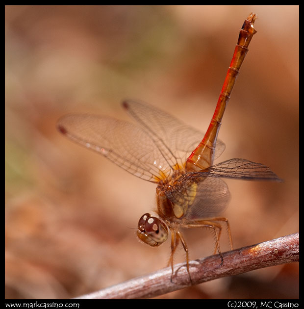 Autumn Meadowhawk Autumn Meadhowhawk