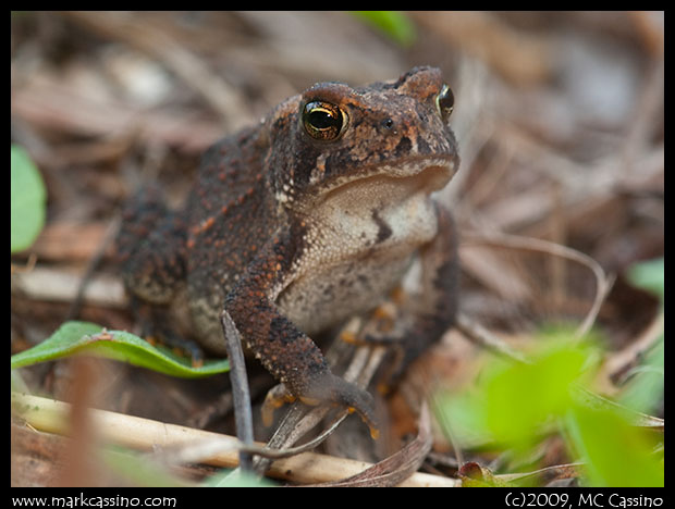 Fowler's Toad