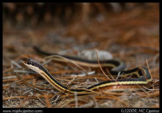 Ribbon Snake Ribbon Snake