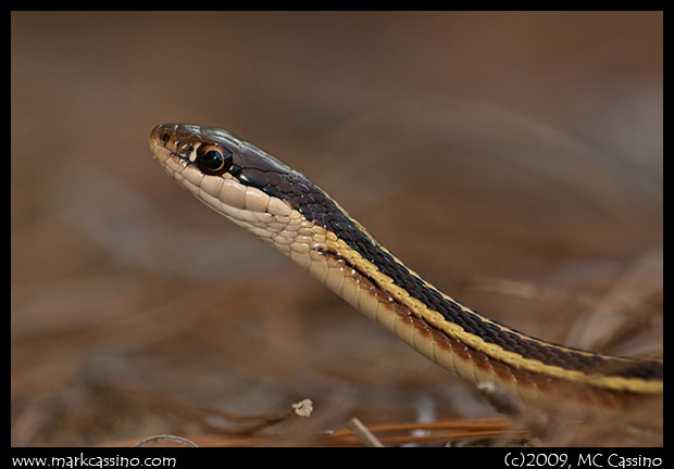 Ribbon Snake Ribbon SNake