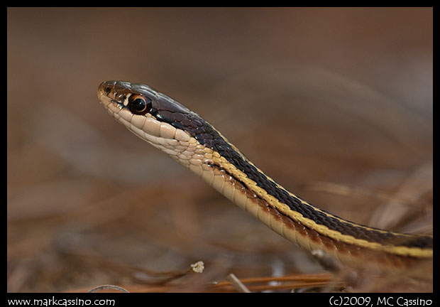 Ribbon SNake