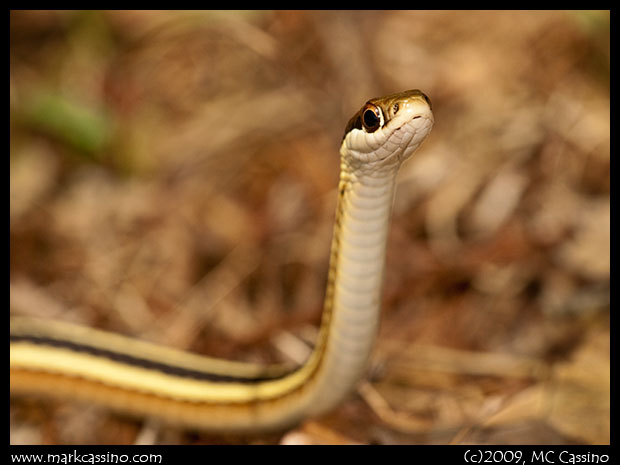 Ribbon Snake Ribbon Snake