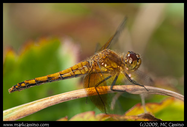 Band Winged Meadowhawk