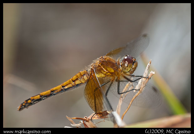 Band Winged Meadowhawk