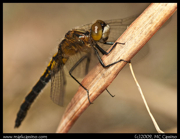 Dot Tailed Whiteface