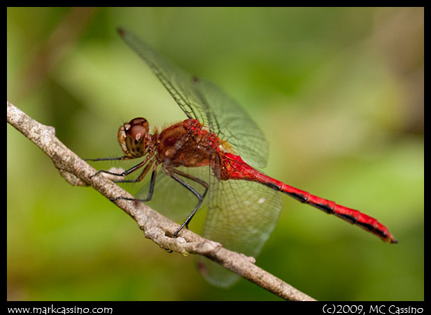 Ruby Meadowhawk